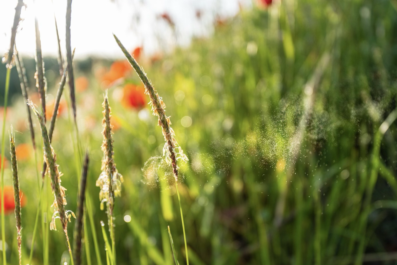 Synligt pollen från gräs
